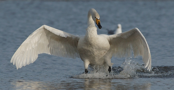 Laulujoutsen, Whooper Swan, Cygnus cygnus